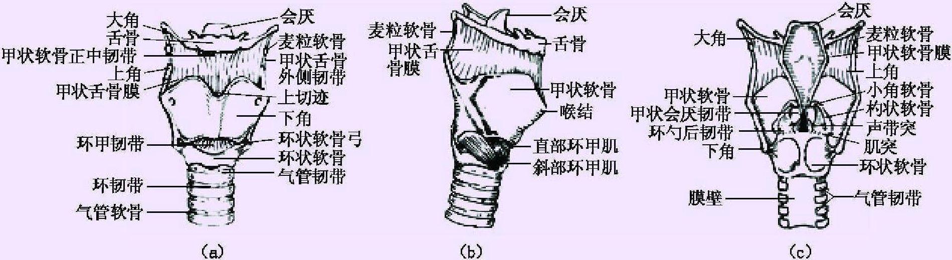 二、喉的應(yīng)用解剖
